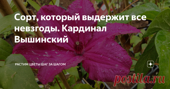 Сорт, который выдержит все невзгоды. Кардинал Вышинский  Как выяснилось, далеко не всем нравятся махровые сорта клематисов. И Тайга не встретила бурного восторга у читателей.  Сегодня пойдет речь об очень надежном сорте, который проверен временем, жарой и зимними холодами. Это Кардинал Вышинский. Начинает цвести с конца мая-начала июня. Бутоны большие(около 15 см), цвета фуксия. Относится к 3 группе обрезки. Цветет на побегах текущего года.  Предпочитает хорошо освещенные ...