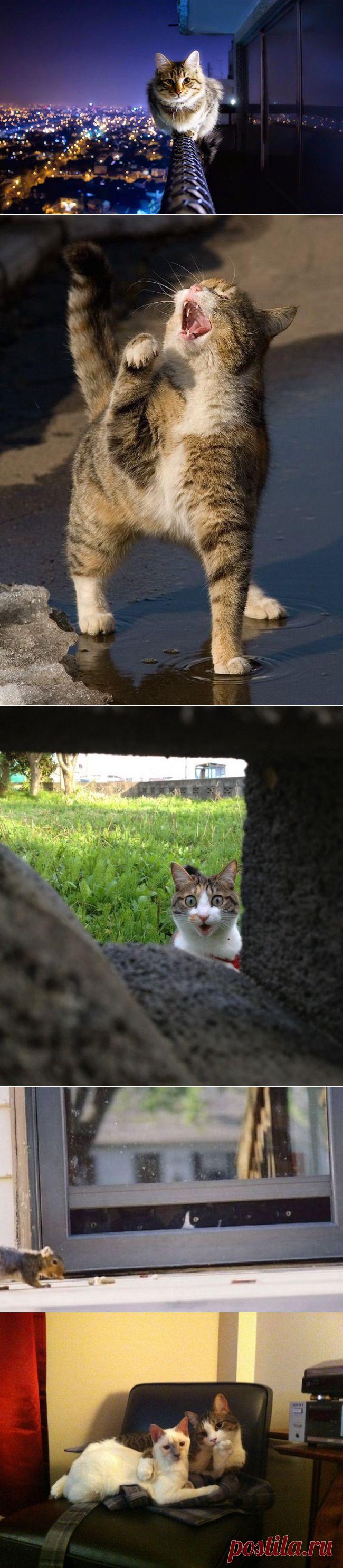 Это 100 самых ценных снимков котов. Всех времен и народов