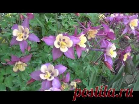 Водосбор (Аквилегия). Aquilegia - YouTube