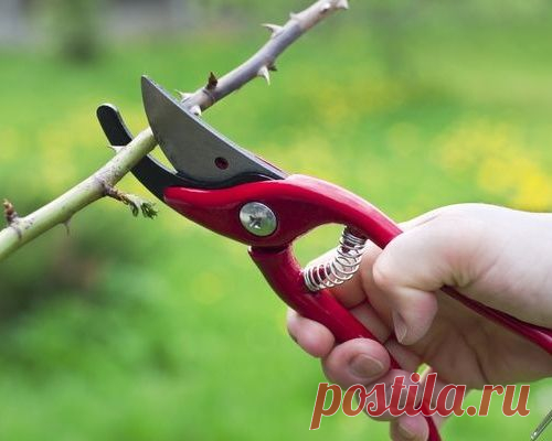 20 советов по обрезке плодовых деревьев и кустарников