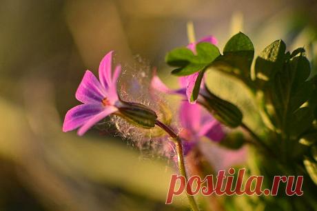 macro
