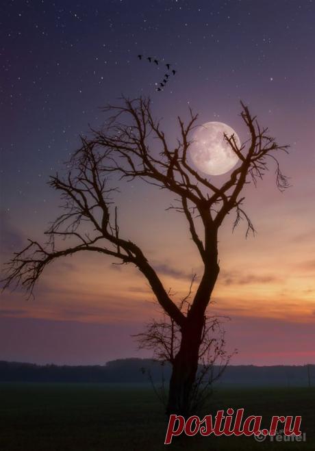 Pinterest