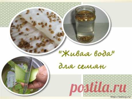 &quot;Живая вода&quot; для семян.