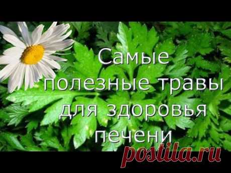 6 лучших средств для восстановления клеток печени! Ваша печень будет как новая! - Страница 2 из 2