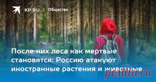 Эколог Закондырин перечислил опасные для России виды растений и животных
