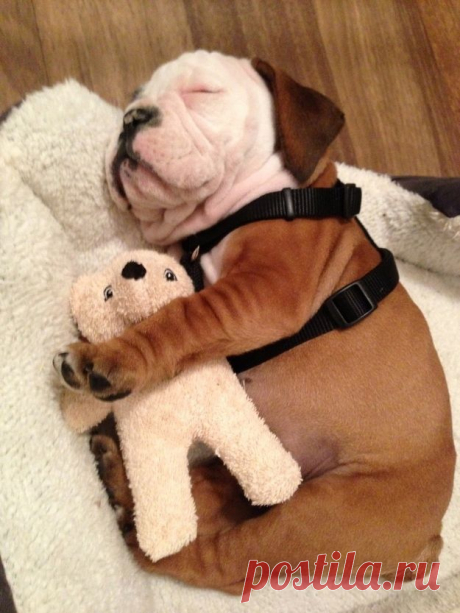 20 Puppies Cuddling With Their Stuffed Animals During Nap Time