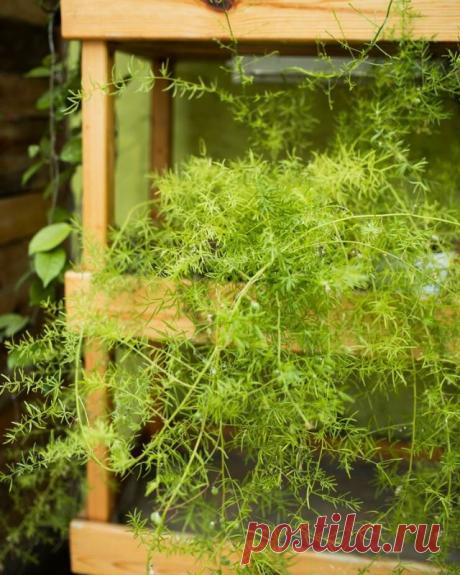 Лучшие многолетние вьющиеся растения для беседки и сада (21 фото) — Домашний уют