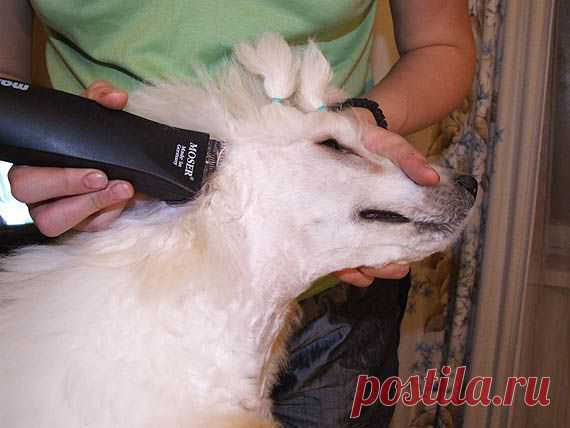 Питомник больших пуделей "ARWAROX". Грумминг для новичков / Цикл статей/ Базовая стрижка пуделя.