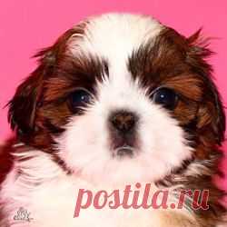 Щенки ши-тцу - Купить щенка ши-тцу Москва - Питомник ши-тцу Москва - щенки ши-тцу