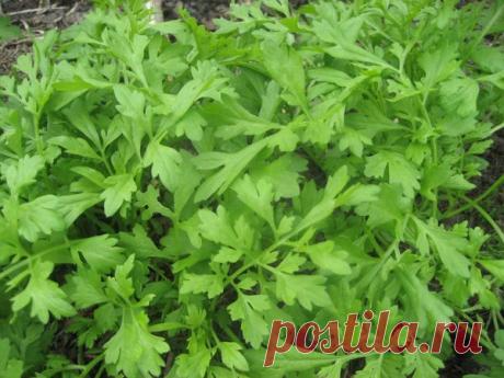 Кресс-салат на кухне и на даче / кресс-салат / 7dach.ru
