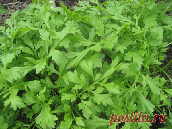 Кресс-салат на кухне и на даче / кресс-салат / 7dach.ru