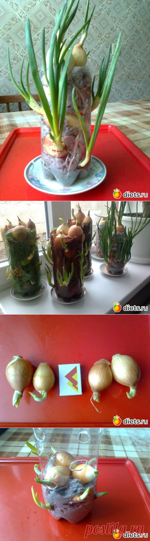 Как вырастить лук в туалетной бумаге !!!