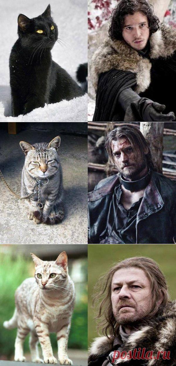 Коты престолов