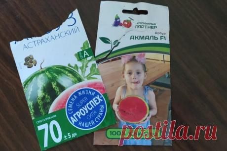 Когда сеять арбузы и дыни на рассаду. Мой опыт | Дачные секреты от Виктории Радзевской | Яндекс Дзен