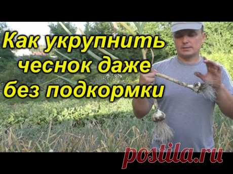 Укрупняем чеснок даже БЕЗ подкормки!