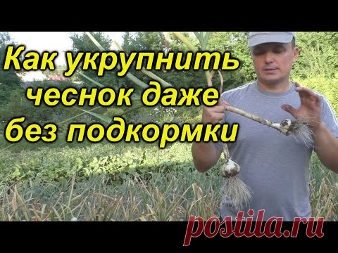 Укрупняем чеснок даже БЕЗ подкормки!