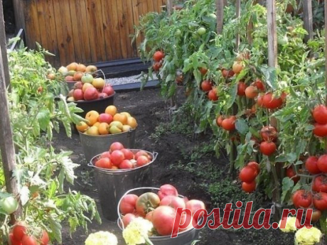 ВСЕ ЧТО НУЖНО ЗНАТЬ О ТОМАТАХ! 
!!!ШПАРГАЛКА НА ЛЕТО!!! 
ДЕДОВСКИЙ РЕЦЕПТ ДЛЯ ТОМАТОВ 
Этот полузабытый дедовский рецепт я выписала из старой газетной подшивки, но опробовать все не было времени. Решилась наконец в прошлом году. 
Рецепт очень прост. 
В трехлитровую банку заливаю 2,6-2,7 л воды без хлора (отстоянной), добавляю 100 г разведенных теплой водой дрожжей и 0,5 ст. сахара. 
Накрыв марлей, держу банку в тепле, время от времени взбалтывая содержимое. 
Раствор готов, когда закончится броже
