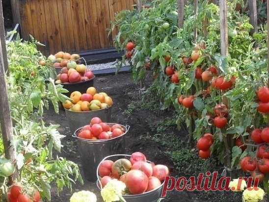 ВСЕ ЧТО НУЖНО ЗНАТЬ О ТОМАТАХ! 
!!!ШПАРГАЛКА НА ЛЕТО!!! 
ДЕДОВСКИЙ РЕЦЕПТ ДЛЯ ТОМАТОВ 
Этот полузабытый дедовский рецепт я выписала из старой газетной подшивки, но опробовать все не было времени. Решилась наконец в прошлом году. 
Рецепт очень прост. 
В трехлитровую банку заливаю 2,6-2,7 л воды без хлора (отстоянной), добавляю 100 г разведенных теплой водой дрожжей и 0,5 ст. сахара. 
Накрыв марлей, держу банку в тепле, время от времени взбалтывая содержимое. 
Раствор готов, когда закончится броже