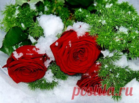 ЦВЕТЫ ПОД СНЕГОМ