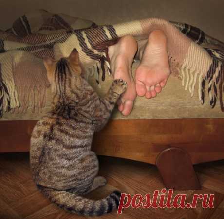 Как приучить кошку спать по ночам? 
 


Очень часто можно встретить крик души от замученных владельцев с хроническим недосыпом: «Кот носится всю ночь, орет, кусается – что мне делать!?». Часто несовпадение биологических часов у хозяина…