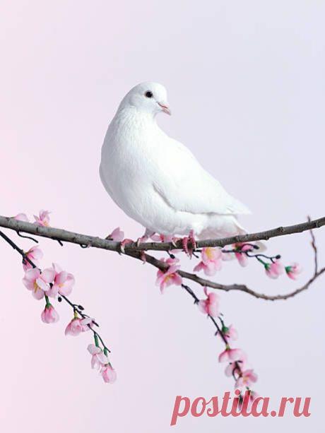 (1) Pinterest
