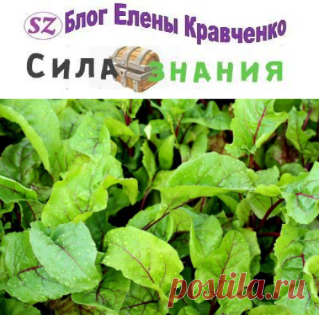 Посадка свеклы весной 2021 в открытый грунт семенами + сроки посева
