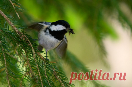Москвичка (Parus ater) - Фотогалерея природы: синицы и поползни - Focus Nature Nature Photography