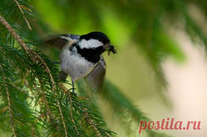 Москвичка (Parus ater) - Фотогалерея природы: синицы и поползни - Focus Nature Nature Photography