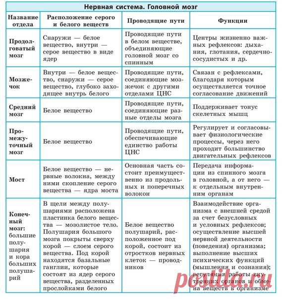 ГОЛОВНОЙ МОЗГ