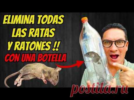COMO ELIMINAR TODOS LOS RATONES y RATAS dentro del hogar con UNA BOTELLA | Gio de la Rosa
