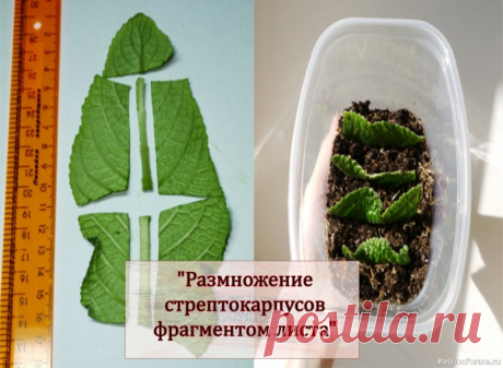 Цветочное настроение. Уход за растениями
