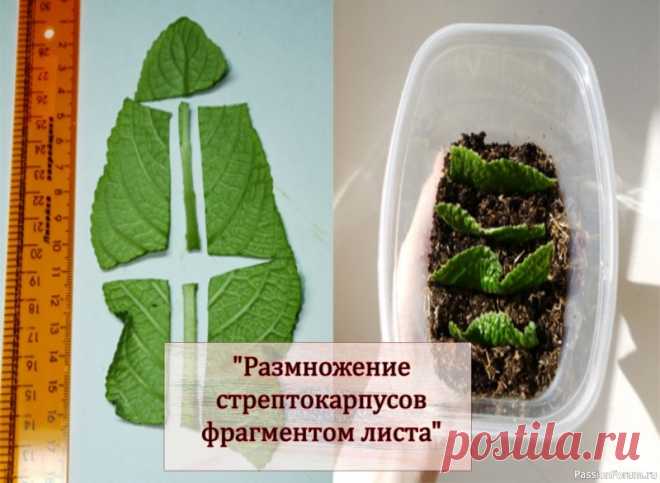 Цветочное настроение. Уход за растениями