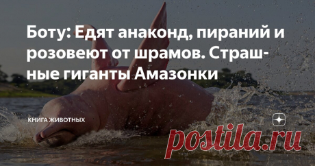 Боту: Едят анаконд, пираний и розовеют от шрамов. Страшные гиганты Амазонки Статья автора «Книга животных» в Дзене ✍: Раньше амазонских дельфинов считали оборотнями, что принимают обличье красивого юноши.