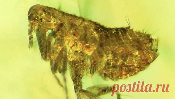 Ученые нашли внутри янтаря чумную бактерию возрастом в 20 млн лет | РИА Новости