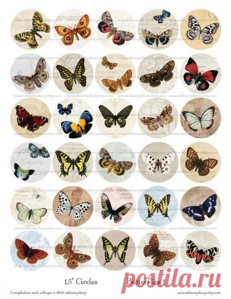 (12) Gallery.ru / Foto #23 - Dibujos de pájaros y animales - Starlin