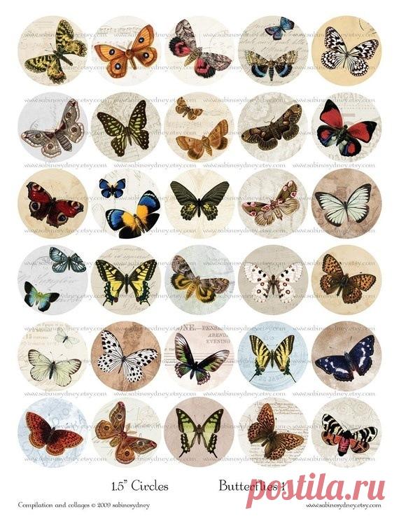 (12) Gallery.ru / Foto #23 - Dibujos de pájaros y animales - Starlin