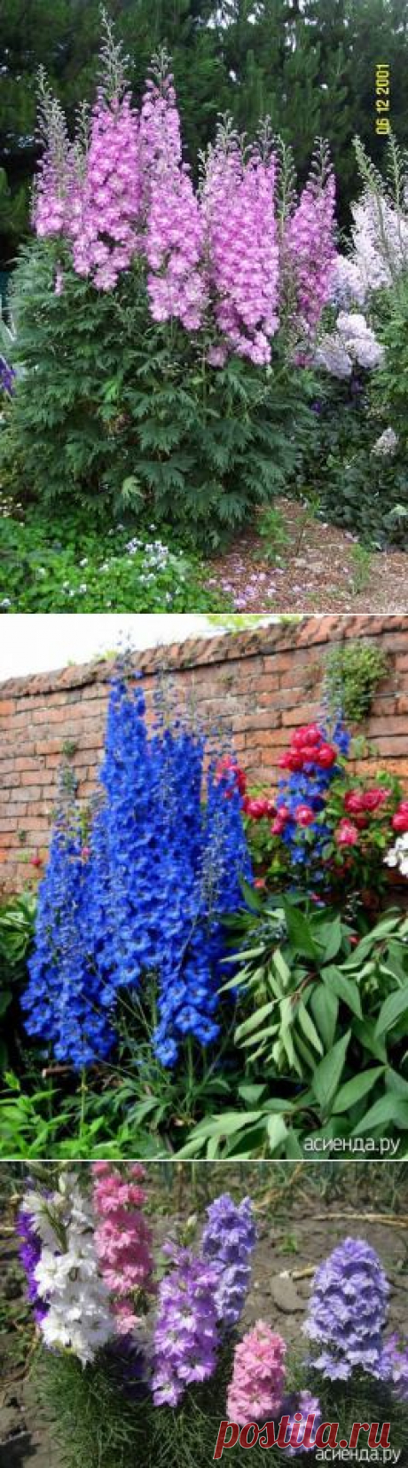 Выращивание дельфиниума