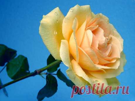 #2288BB Color wallpapers: Yellow Rose Flowers Roses Nature Free Desktop Wallpaper. Fantasy Island Scenic Beach Best Wallpapers. Beautiful Manly Beach New South Wales Shallow Sea Sky Scenery Sydney Australia World Best Wallpapers. Sky View Sunset Clouds City Pictures. Landscape Land Sky Pinkish Cute Flower Landscapes Free Desktop Wallpaper. Nature Beauty Hrdave Matu Omdave Amit Free Wallpapers.