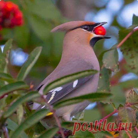 Свиристель