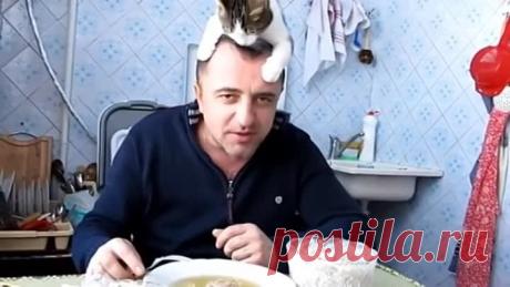 Кот зарабатывает кусок мяса