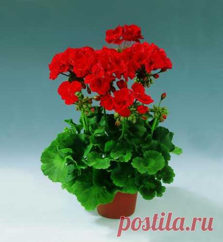 Вся Правда о Здоровье