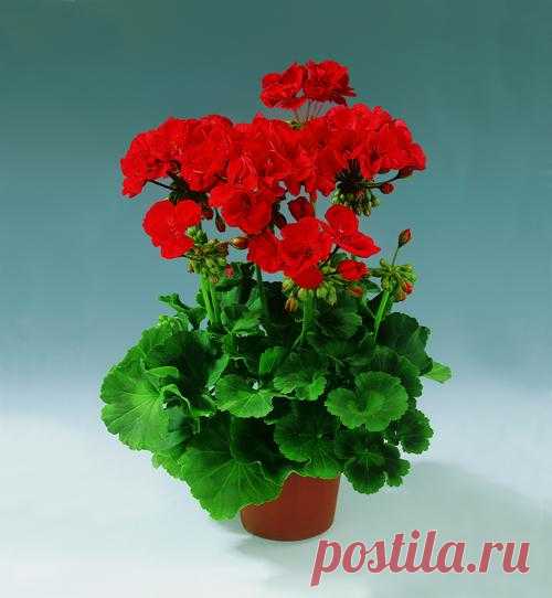 Вся Правда о Здоровье