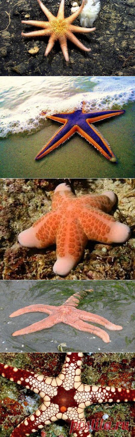 Интересные факты о морских звездах