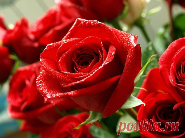 Розы из букета: возможно ли это? / Журнал МОЙ ПРЕКРАСНЫЙ САД / 7dach.ru