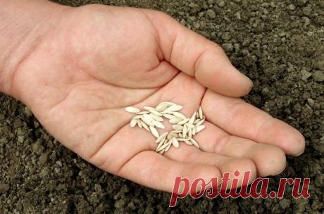 Собираем свои семена огурца и томата | sotki.ru | Ваши 6 соток Многие огородники, предпочитающие выращивать сорта томата и огурца, заготавливают семена самостоятельно. В конце сезона пришла пора позаботиться о будущем урожае.