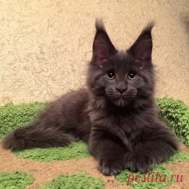 Светлана Павлова ❤(питомник Nice Voice)❤
34 года, Россия, Москва