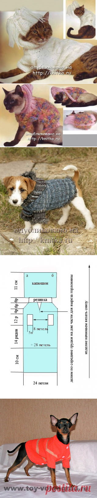 для братьев наших меньших)))