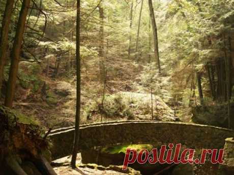 Как жить в лесу :: Разное :: KakProsto.ru: как просто сделать всё