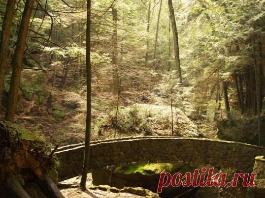 Как жить в лесу :: Разное :: KakProsto.ru: как просто сделать всё