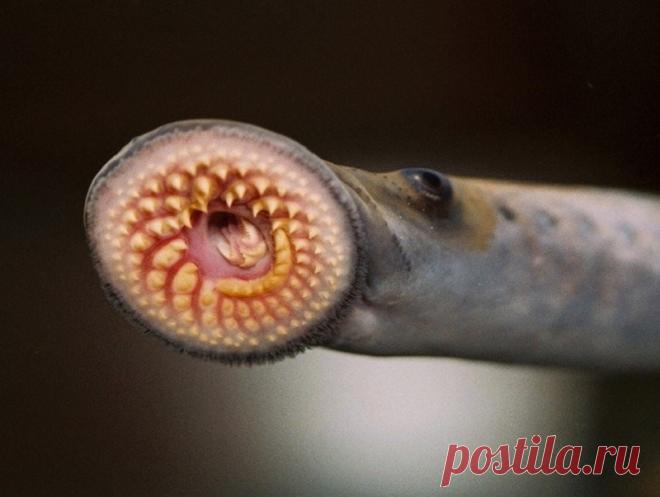 13 странных и страшных диких животных, которых лучше увидеть только на картинке